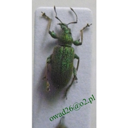 Phyllobius glaucus (Scopoli, 1793) Naliściak truskawczak